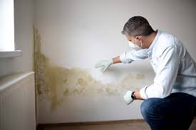 Professional Mold Prevention & Removal  in Homeland, GA